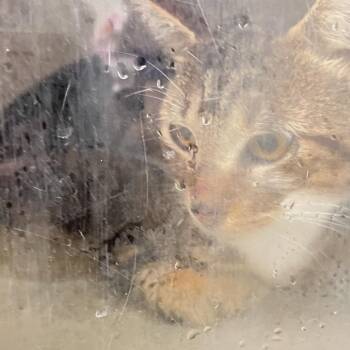 Lemon grab -  Domestic Short Hair Cat for Adoption in Philadelphia, Pennsylvania - Lemon Grab | PetCurious