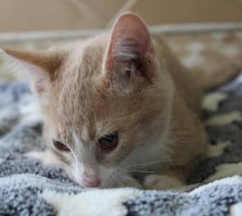 Court -  Domestic Short Hair Cat for Adoption in Fort Collins, Colorado - Court | PetCurious