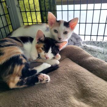 Ashley -  Domestic Short Hair Cat for Adoption in Belfair, Washington - Ashley | PetCurious