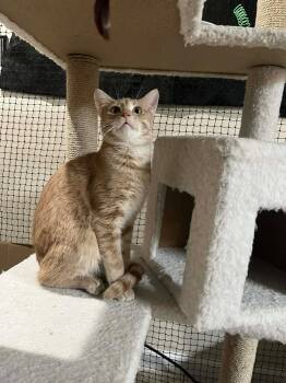 Domestic Short Hair Cats Available for Adoption - Jimmy | PetCurious