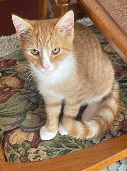 Colby Jack -  Domestic Short Hair Cat for Adoption in Franklin, West Virginia - Colby Jack | PetCurious