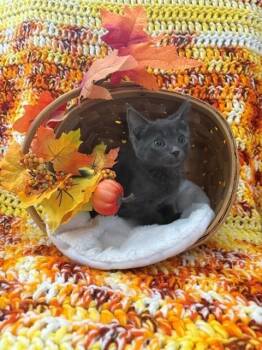 GRAYSON -  Domestic Medium Hair and Domestic Short Hair Cat for Adoption in Omaha, Nebraska - GRAYSON | PetCurious