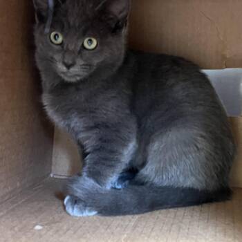 Domestic Short Hair Cats Available for Adoption - LOUISE | PetCurious