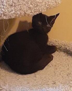 Tina -  Domestic Short Hair Cat for Adoption in Erin, Ontario - Tina | PetCurious