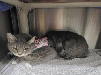 TUNA -  Domestic Short Hair Cat for Adoption in Derwood, Maryland - TUNA | PetCurious