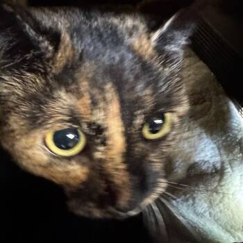 Mush- Mouse -  Domestic Short Hair Cat for Adoption in Winston-salem, North Carolina - Mush- Mouse | PetCurious