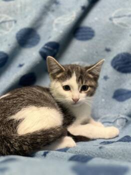 Pini -  Domestic Short Hair Cat for Adoption in Jackson, Michigan - Pini | PetCurious
