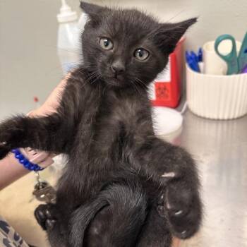 Captain -  Domestic Short Hair Cat for Adoption - Captain | PetCurious