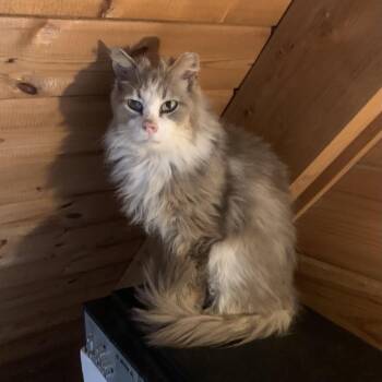 Wylder Estep -  Domestic Long Hair Cat for Adoption in Woodstock, Virginia - Wylder Estep | PetCurious