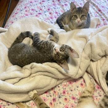 Clark -  Domestic Short Hair Cat for Adoption in Westhampton, New York - Clark | PetCurious