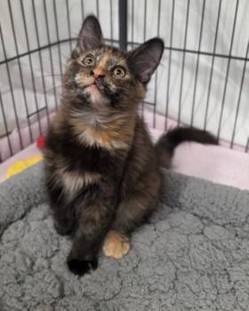 Clementine -  Domestic Medium Hair Cat for Adoption in Novato, California - Clementine | PetCurious