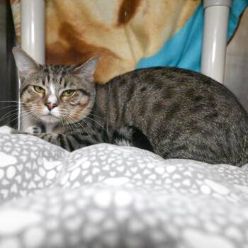 Major -  Domestic Short Hair Cat for Adoption in West Palm Beach, Florida - Major | PetCurious