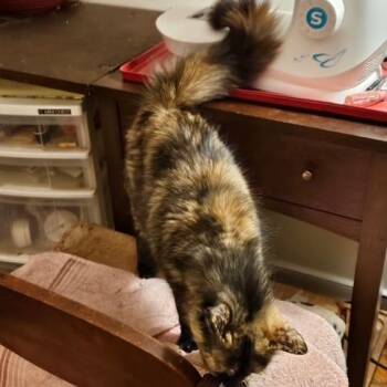 Domestic Long Hair Cats Available for Adoption in Richmond, Virginia - Speckles | PetCurious