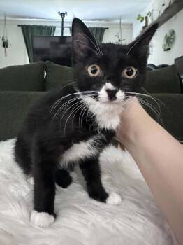 Bigote -  Domestic Short Hair Cat for Adoption in Augusta, Georgia - Bigote | PetCurious