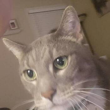 Domestic Short Hair Cats Available for Adoption in Philadelphia, Pennsylvania - Jonah | PetCurious