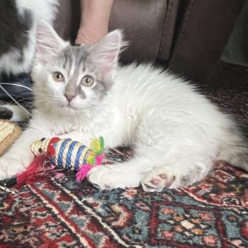 Scout -  Domestic Long Hair Cat for Adoption in New Bern, North Carolina - Scout | PetCurious