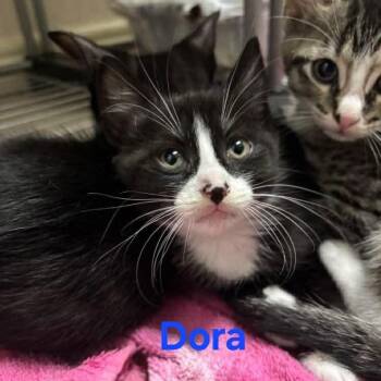 Dora -  Domestic Short Hair Cat for Adoption in Baytown, Texas - Dora | PetCurious