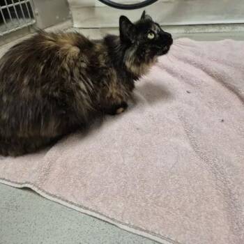 Twix -  Domestic Short Hair Cat for Adoption in Bluffton, Indiana - Twix | PetCurious