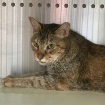 Rescue Domestic Short Hair Cats for Adoption in Lynchburg, Virginia - Tuna | PetCurious