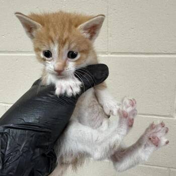 Atreyu -  Domestic Short Hair Cat for Adoption in Reno, Nevada - Atreyu | PetCurious