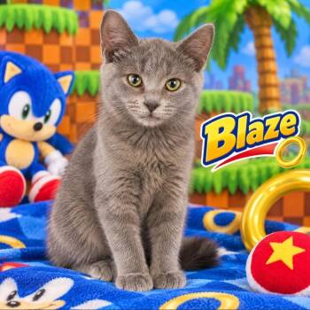 Blaze (girl) -  Domestic Short Hair Cat for Adoption in Quincy, Ohio - Blaze (girl) | PetCurious