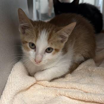 8-133 Sheldon -  Domestic Short Hair Cat for Adoption in Starkville, Mississippi - 8-133 Sheldon | PetCurious
