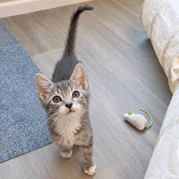 Book of Life -  Domestic Short Hair Cat for Adoption in Fredericksburg, Virginia - Book Of Life | PetCurious
