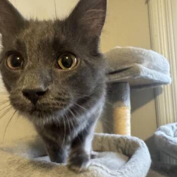 Domestic Short Hair Cats Available for Adoption in Madison, Wisconsin - Smokey | PetCurious