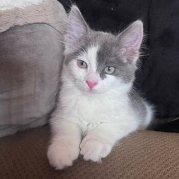 Luna -  Domestic Short Hair Cat for Adoption in Los Angeles, California - Luna | PetCurious