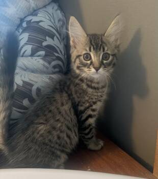 Monica -  Domestic Medium Hair Cat for Adoption in East Amherst, New York - Monica | PetCurious