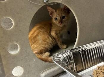 DASANI -  Domestic Short Hair Cat for Adoption in Texas City, Texas - DASANI | PetCurious