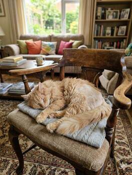 Domestic Long Hair Cats Available for Adoption - Lenny | PetCurious