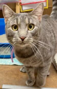 Domestic Short Hair Cats Available for Adoption in Lake Ozark, Missouri - NEWT | PetCurious
