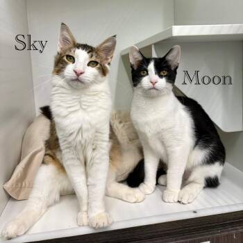 Moon -  Domestic Short Hair Cat for Adoption in Hazlet, New Jersey - Moon | PetCurious