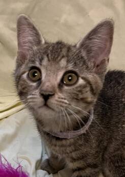 Domestic Short Hair Cats Available for Adoption in Connelly Springs, North Carolina - Lavender Brown | PetCurious
