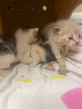 GINNY -  Domestic Short Hair Cat for Adoption in Riverside, California - GINNY | PetCurious