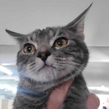 Rescue Domestic Short Hair Cats for Adoption in Hemet, California - Atticus | PetCurious