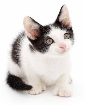 Miles is happy chirpy fun - What a mush - EXTRA TOES TOO - loves -  Extra Toes Cat Hemingway Polydactyl and Turkish Van Cat for Adoption in Bedford Hills, New York - Miles Is Happy Chirpy Fun - What A Mush - EXTRA TOES TOO - Loves | PetCurious