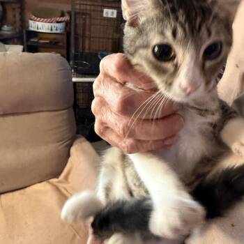 Scuttle Butt -  Tabby Cat for Adoption in Las Vegas, Nevada - Scuttle Butt | PetCurious