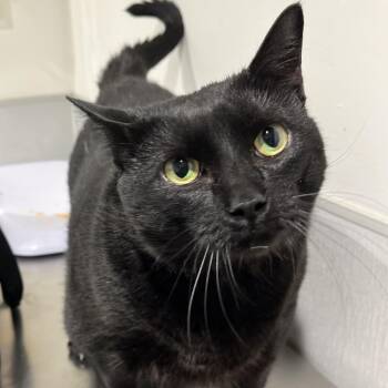 Domestic Short Hair Cats Available for Adoption in Tampa, Florida - Miranda | PetCurious