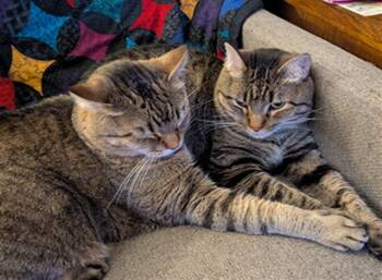 Rescue Domestic Short Hair Cats for Adoption in Ames, Iowa - THOR | PetCurious