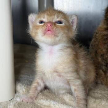 Domestic Short Hair Cats Available for Adoption in Asheville, North Carolina - Mabel | PetCurious