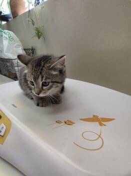 Rescue Domestic Short Hair Cats for Adoption in Fishers, Indiana - Zapf Chancery | PetCurious