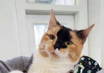 Rescue Calico Cats for Adoption in Chapel Hill, North Carolina - Patches | PetCurious