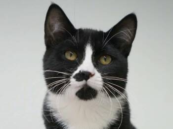 Hickory -  Tuxedo and Domestic Short Hair Cat for Adoption in Republic, Washington - Hickory | PetCurious