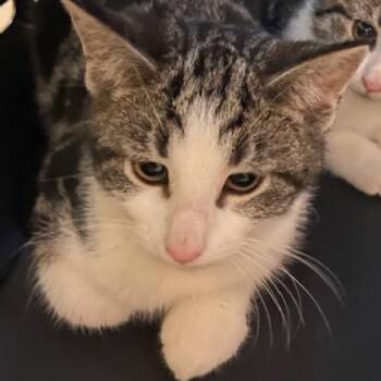 Domestic Short Hair Cats Available for Adoption - Chubby And Poppy | PetCurious