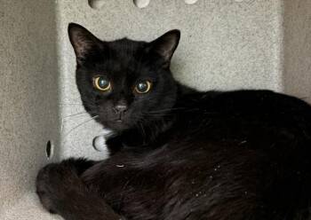 Jupiter -  Domestic Short Hair Cat for Adoption - Jupiter | PetCurious
