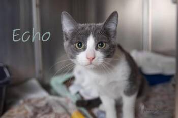 Domestic Short Hair Cats Available for Adoption - Echo | PetCurious