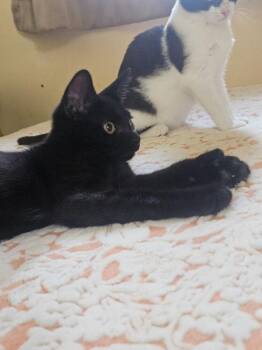 Cosmo Kramer -  Domestic Short Hair Cat for Adoption in West Mifflin, Pennsylvania - Cosmo Kramer | PetCurious