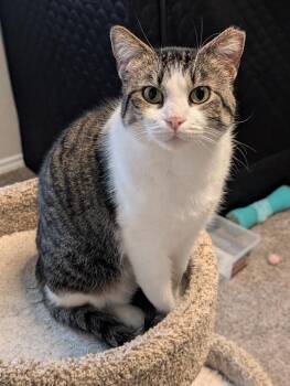 Tabby Cats Available for Adoption in San Antonio, Texas - Tori | PetCurious